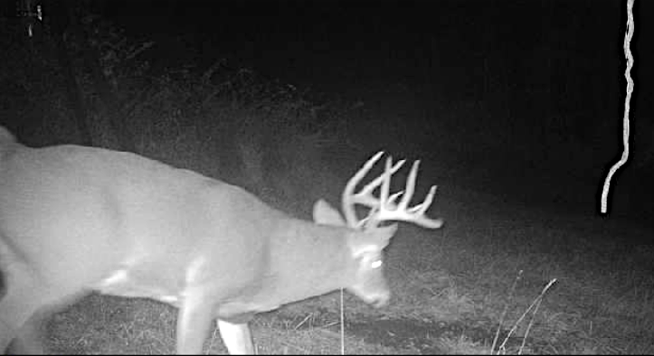 Trail camera photo of a 10 whitetail buck. 