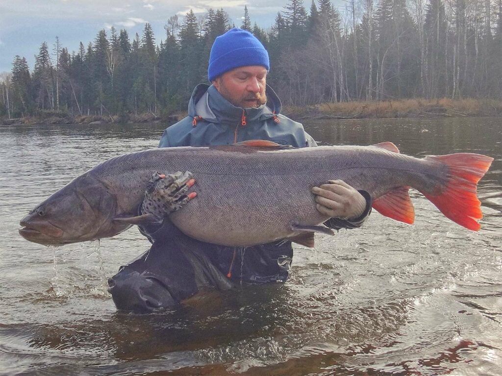 An angler wading in the water holding up a large giant Taiman trout.