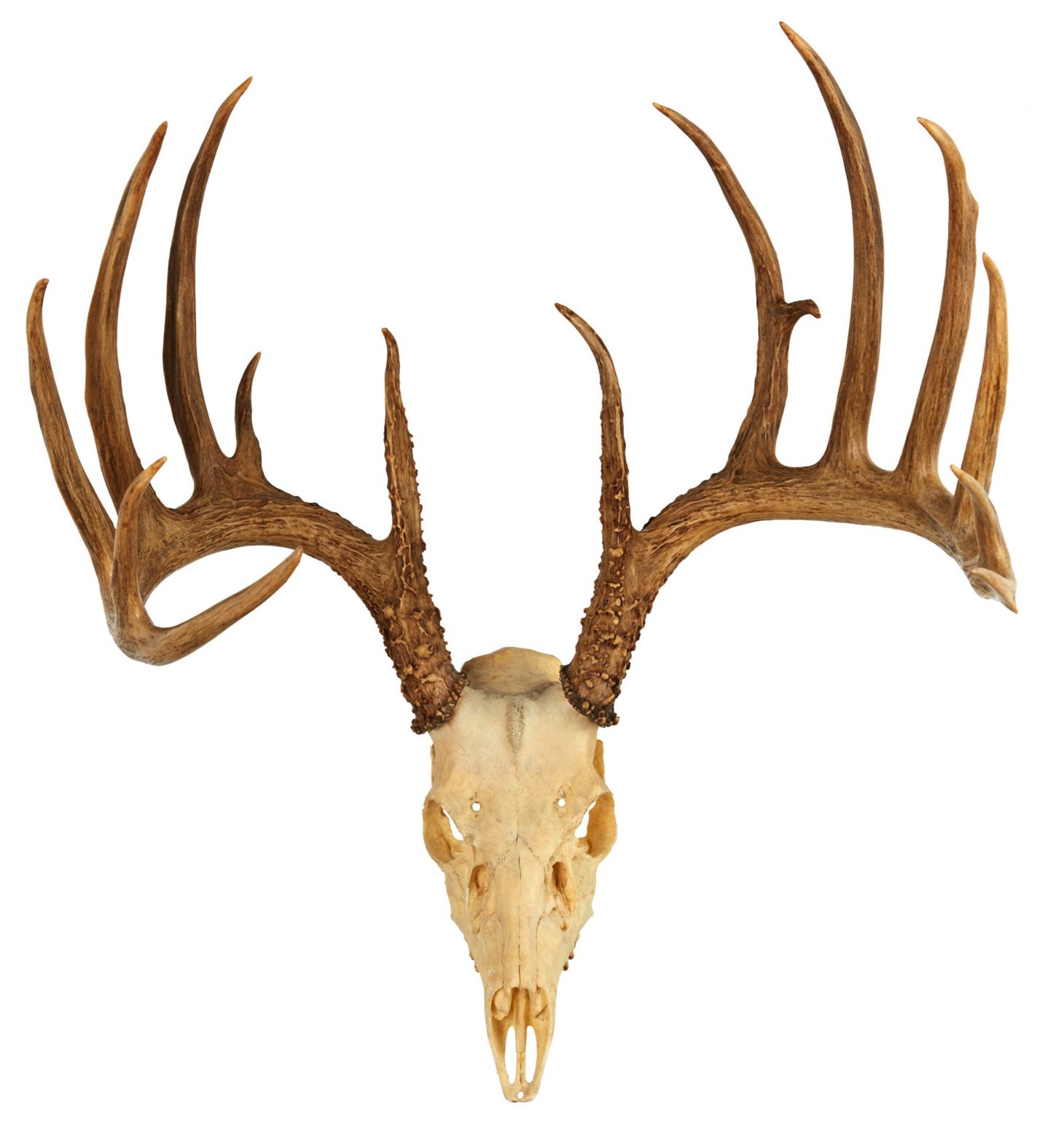 B&C record whitetail deer from Pennsylvania