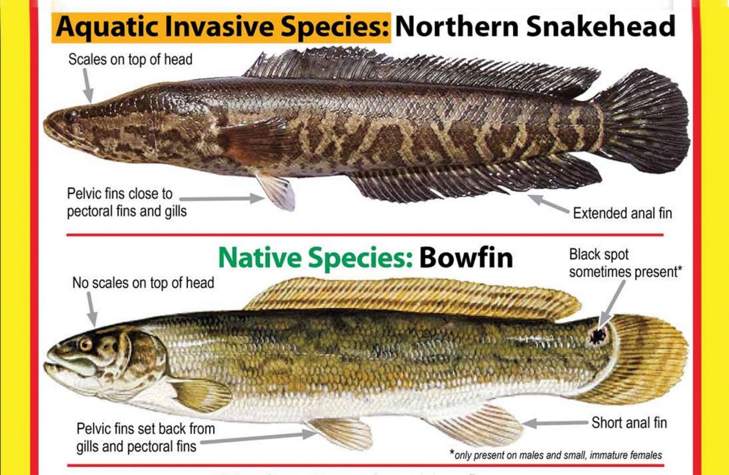 photo of bowfin vs snakehead