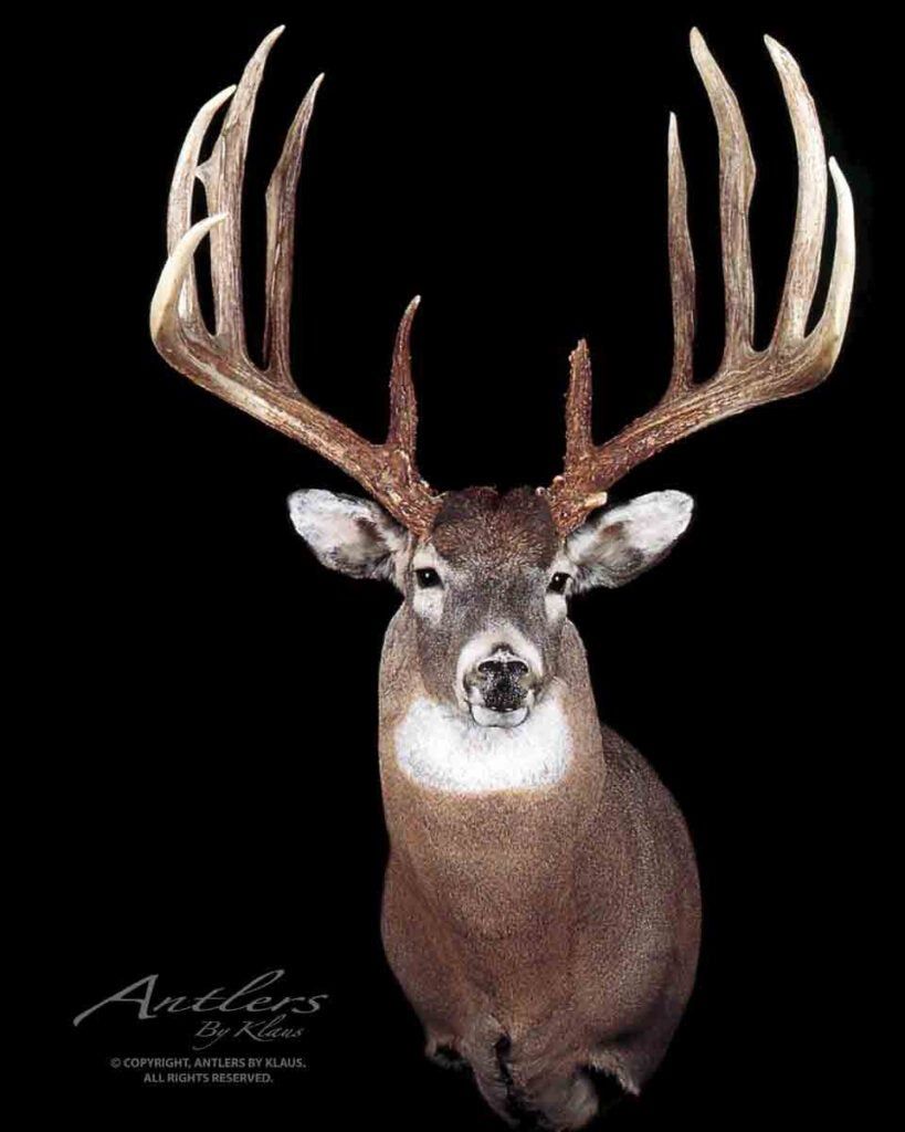 A mount of the nearly record-breaking Wayne Bills buck on a black background. 