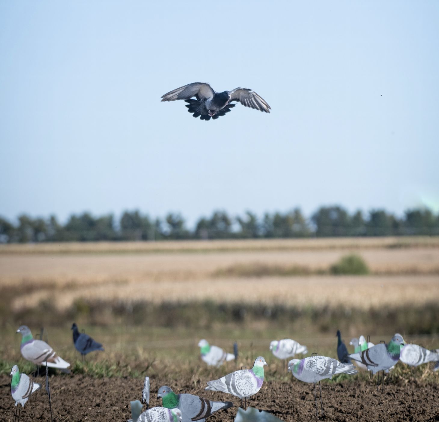 A pigeon flies into a spread of silhouette decoys in a field.