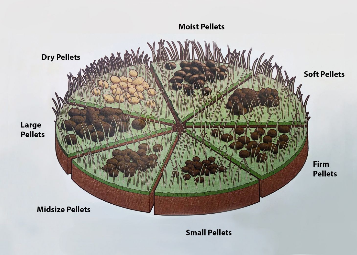 illustration of different types of deer poop