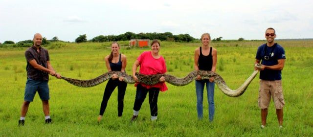 photo of large python