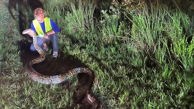 photo of large snake being wrangled