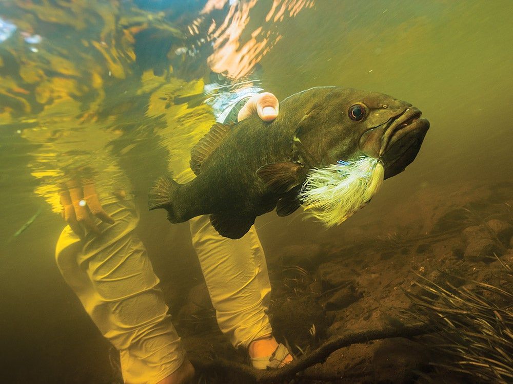 Upsize your streamers to entice giant smallies while steering clear of attacks from little fish