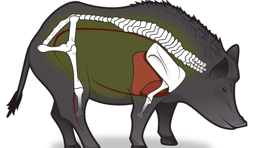 A broadside pig's vitals are between the shoulders. Wait for him to quarter away.