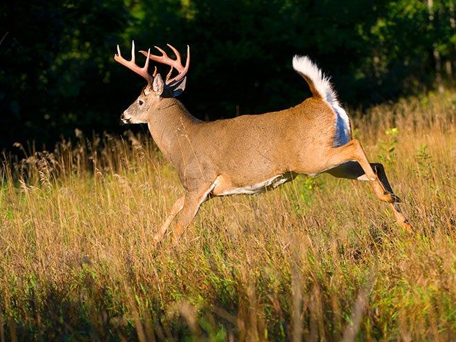httpswww.fieldandstream.comsitesfieldandstream.comfilesimages201708white-tailed-deer-come-back-4Ã—3.jpg