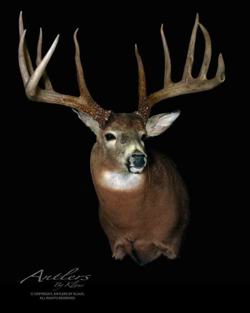 A mount of the nearly world record Johnny King buck. 