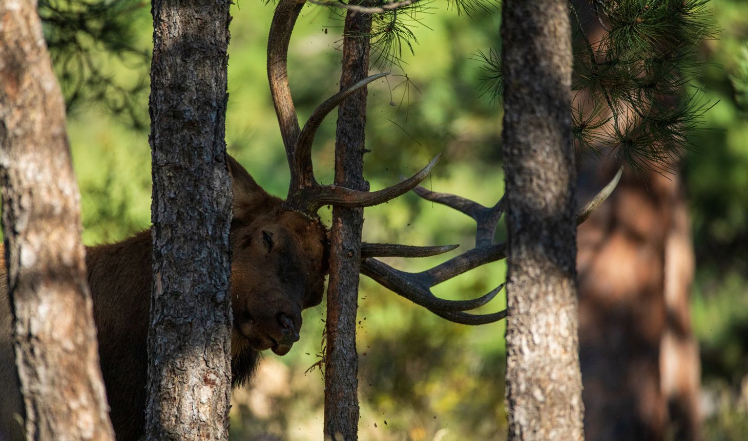 Elk making a rub