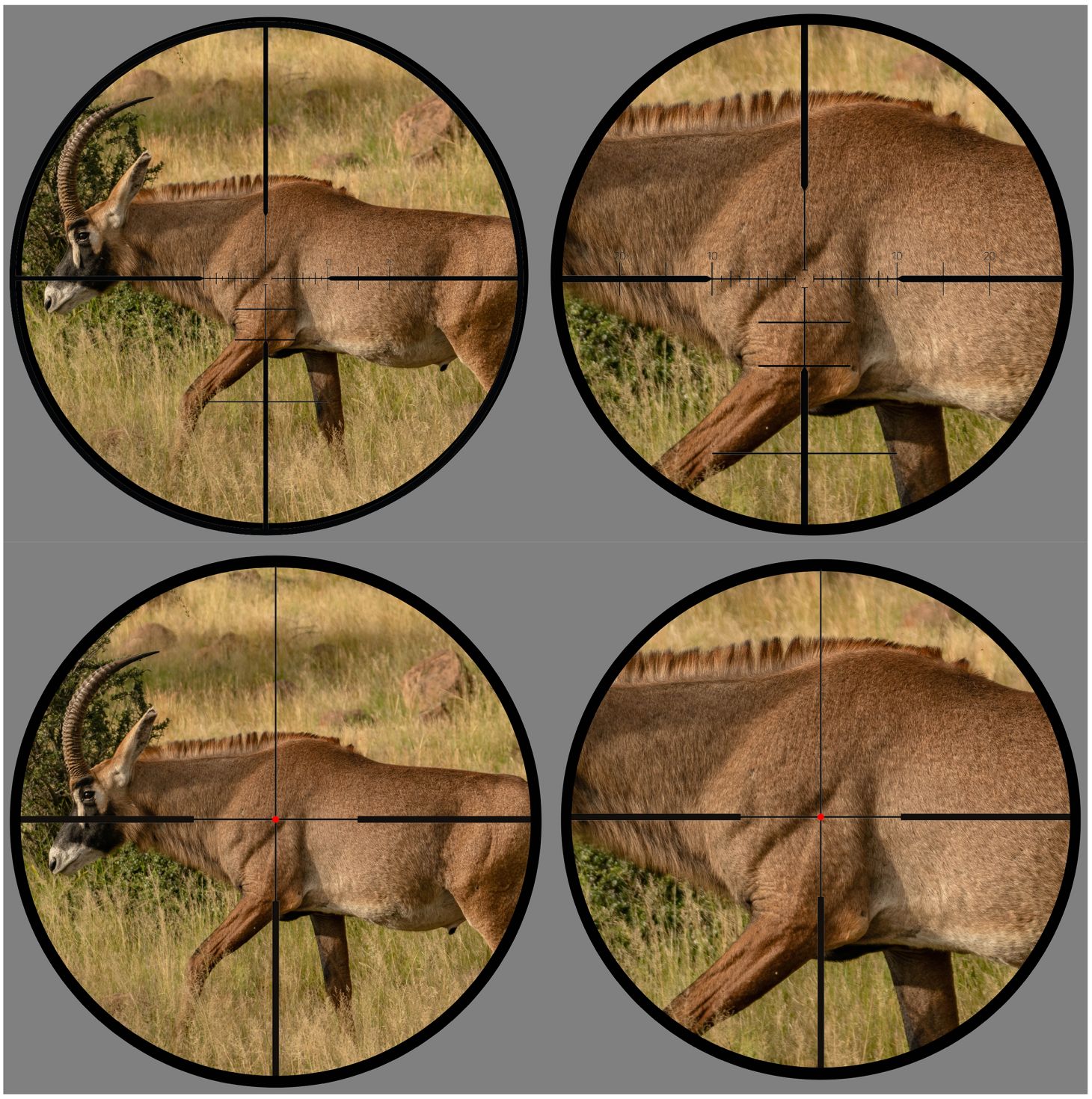 A grid of photos showing a FFP and SFP scope reticle on an African roan.