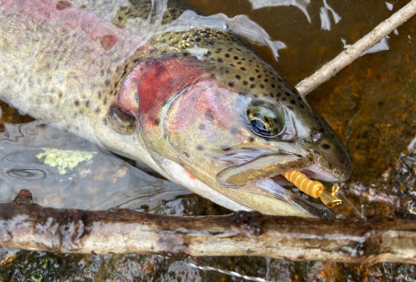 photo of rainbow trout caught on a jib