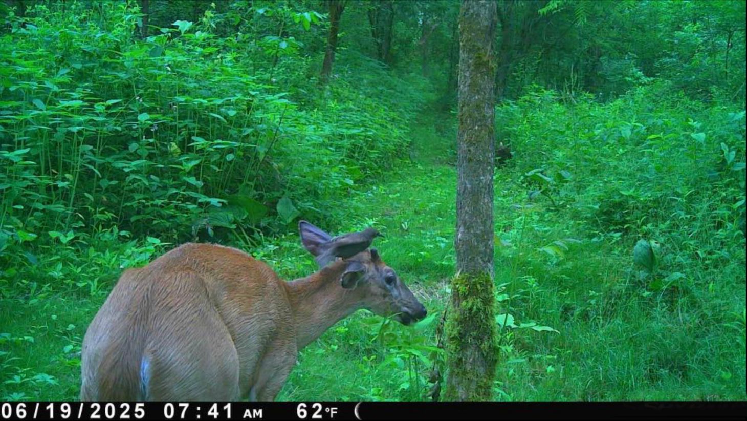 A trail camera photo of a young buck with a bird on it's head.
