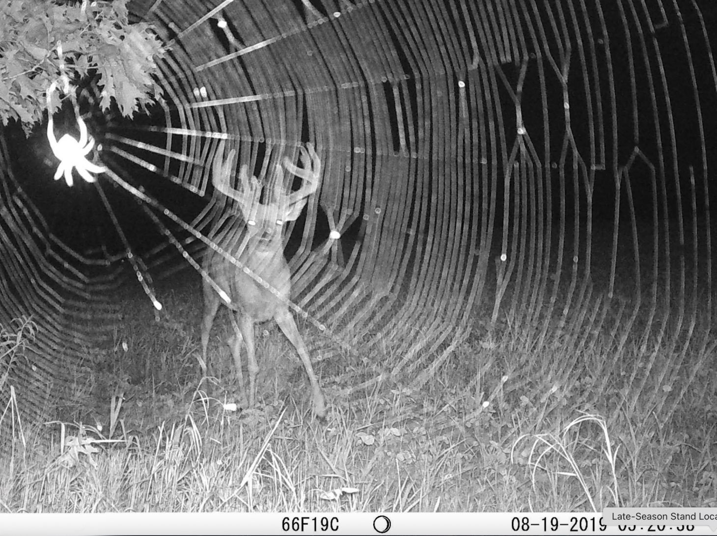 A trail camera photo of a spider web with a deer in that background.