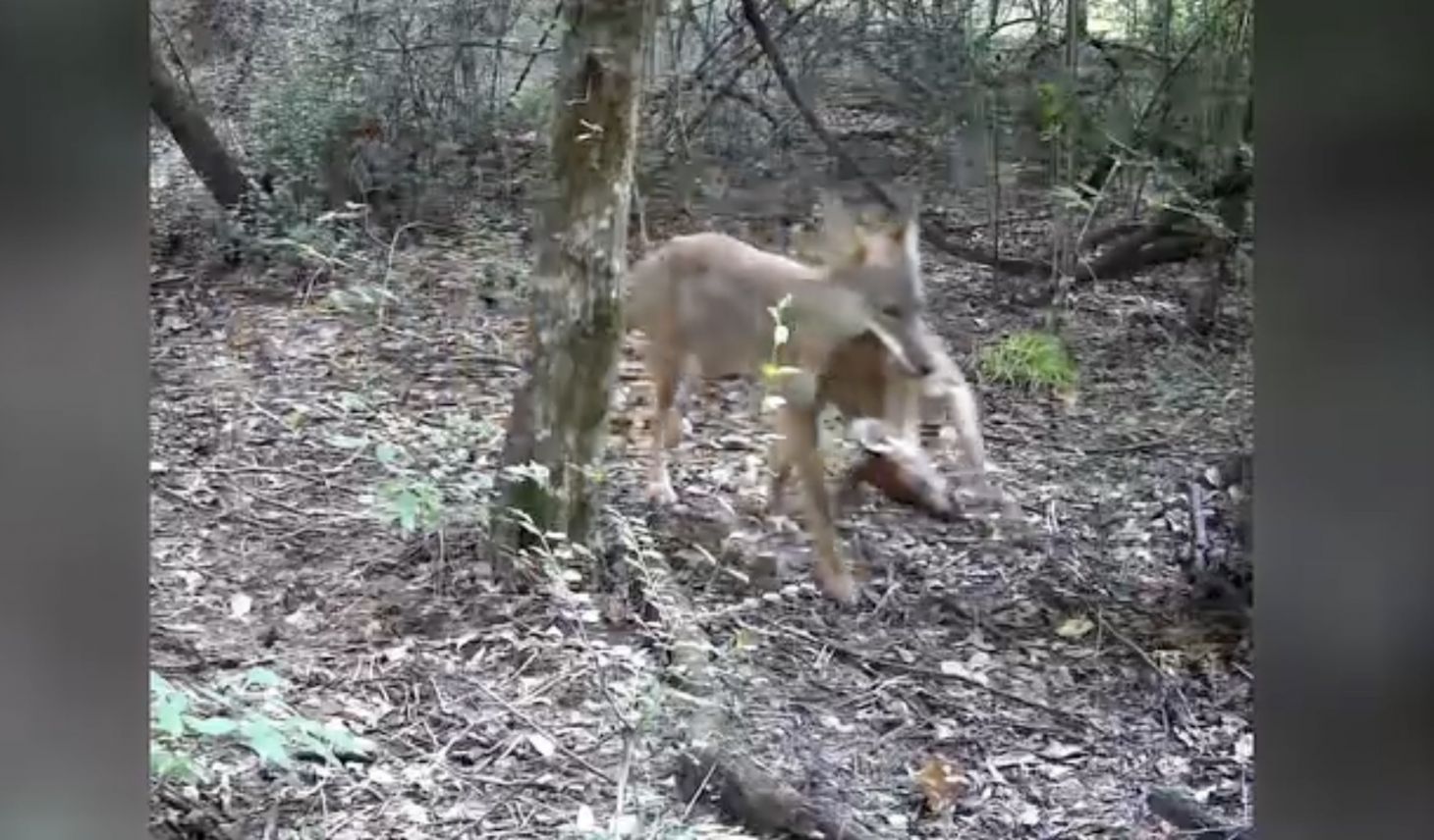 A trail camera photo of a coyote with a fawn deer in its mouth.