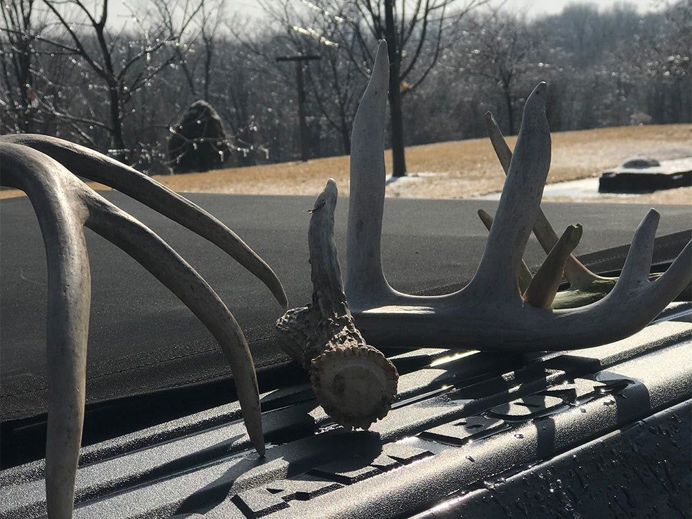 shed antler hunting
