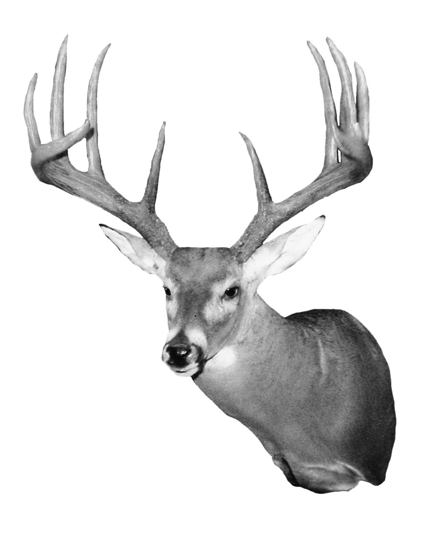 B&C record whitetail deer from South Carolina