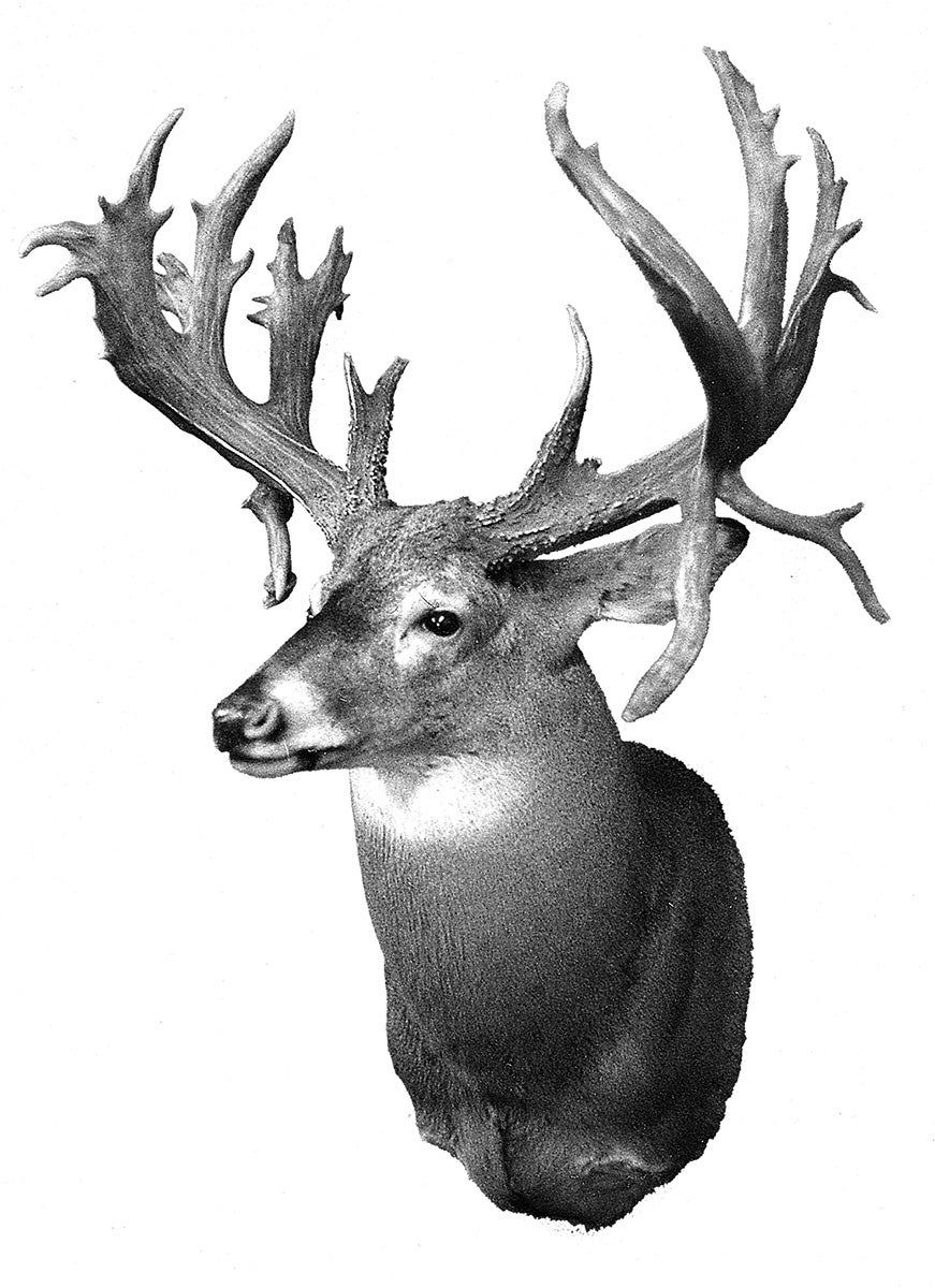 Record non-typical whitetail from SD.