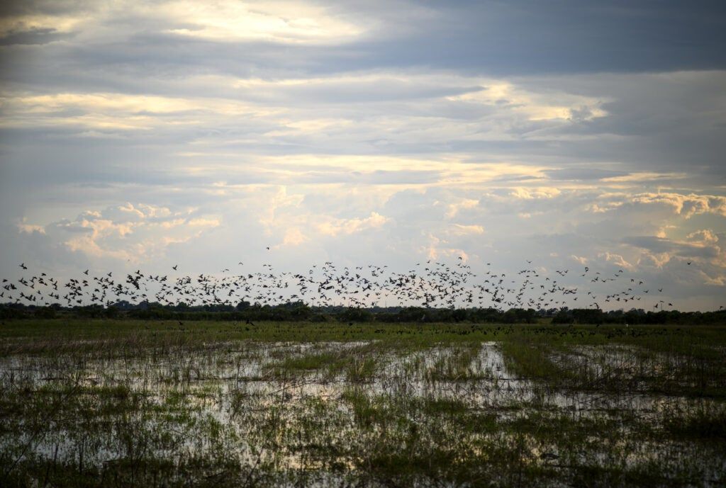 Teal hunting at Pintail Hunting Club in Garwood, Texas