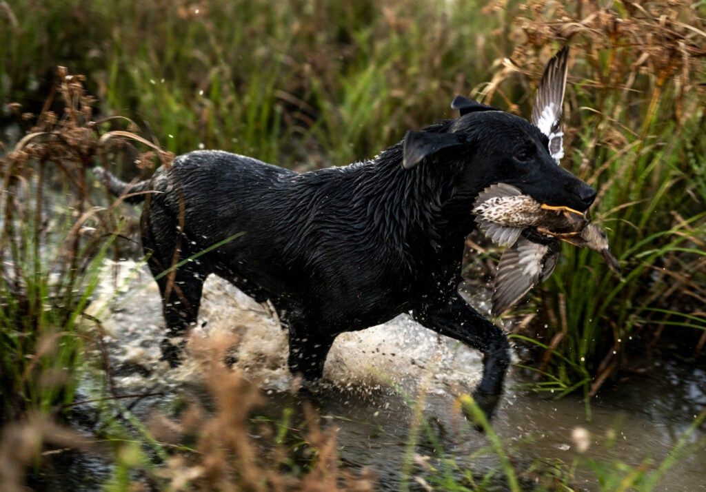 black Lab retrieves a bluewing teal