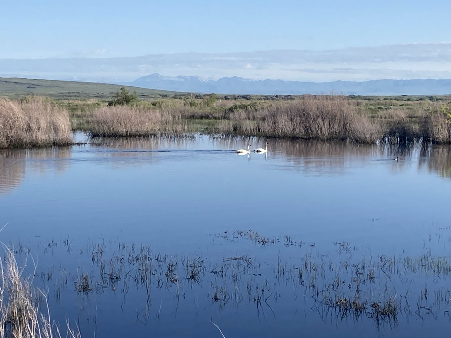 Tundra swans on a wildlife refuge in Idaho. 