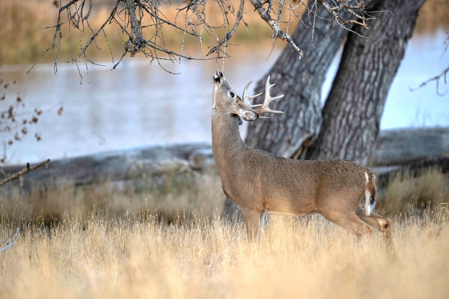 A buck makes a scrape with a river in the background.