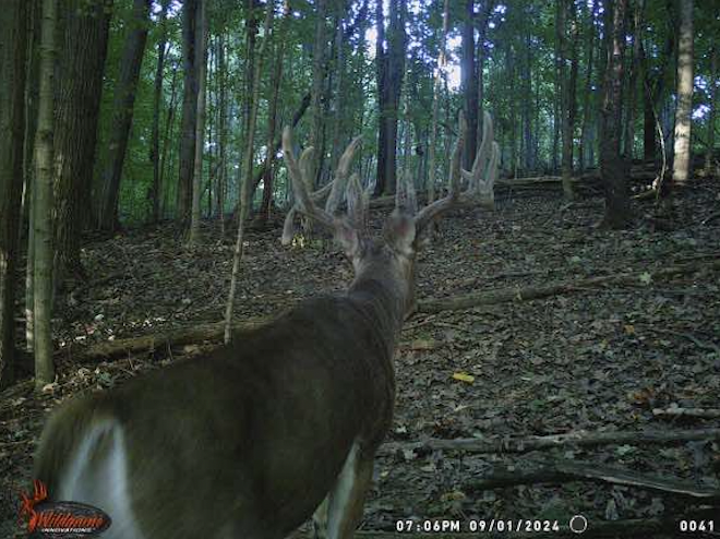 A trail camera photo of a trophy whitetail taken in northern Indiana. 