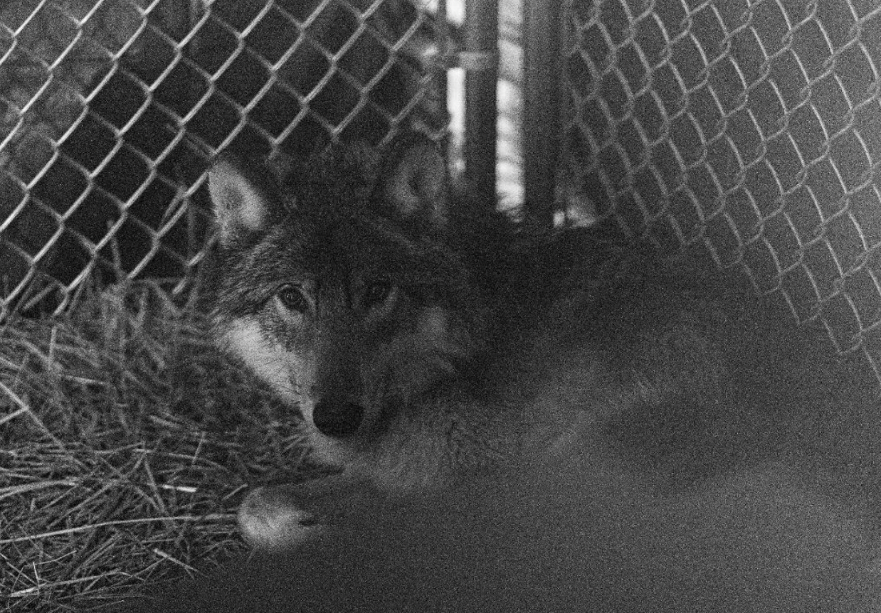 A captured gray wolf in a pen. 