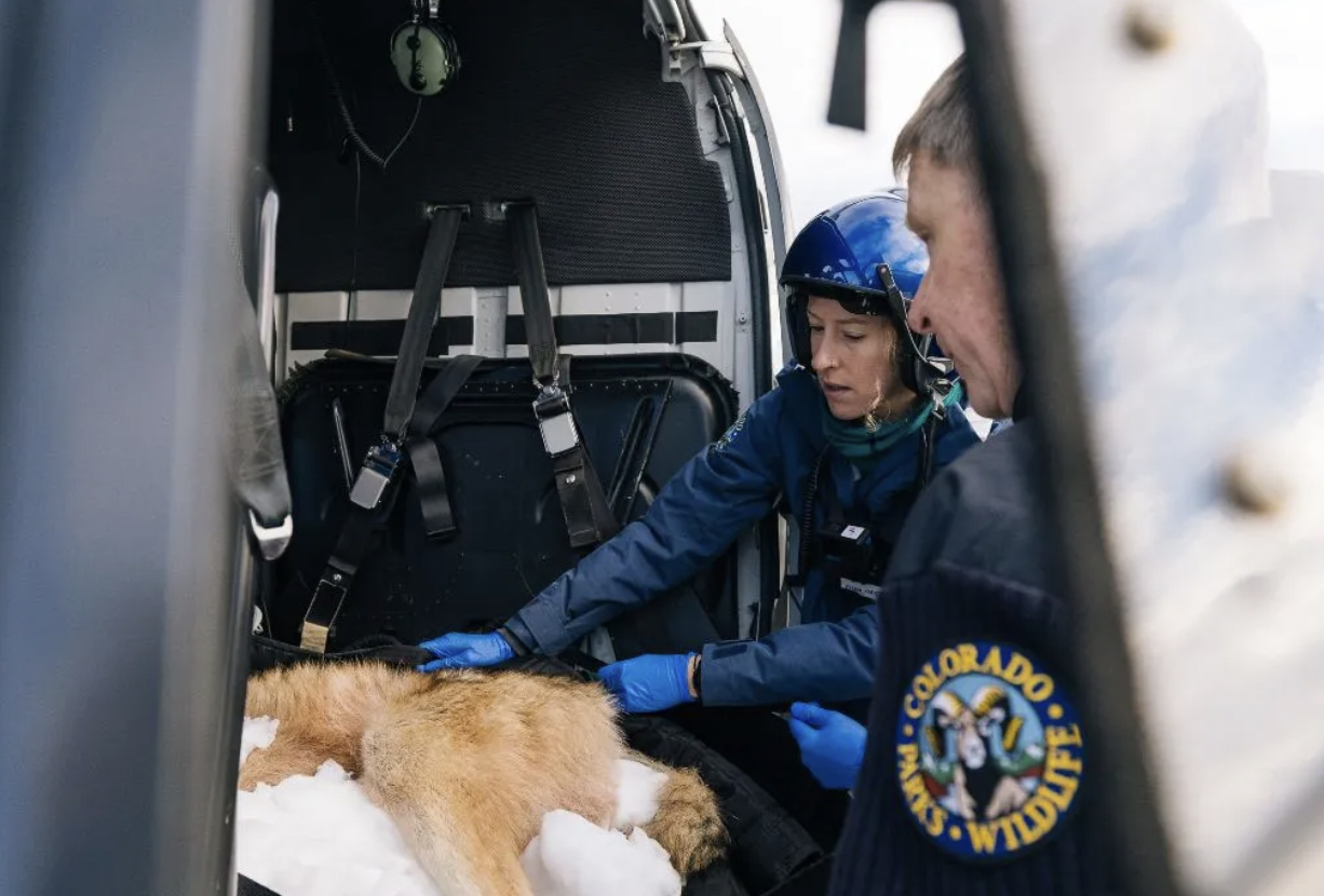 Biologiusts handle a captured gray wold in Bri