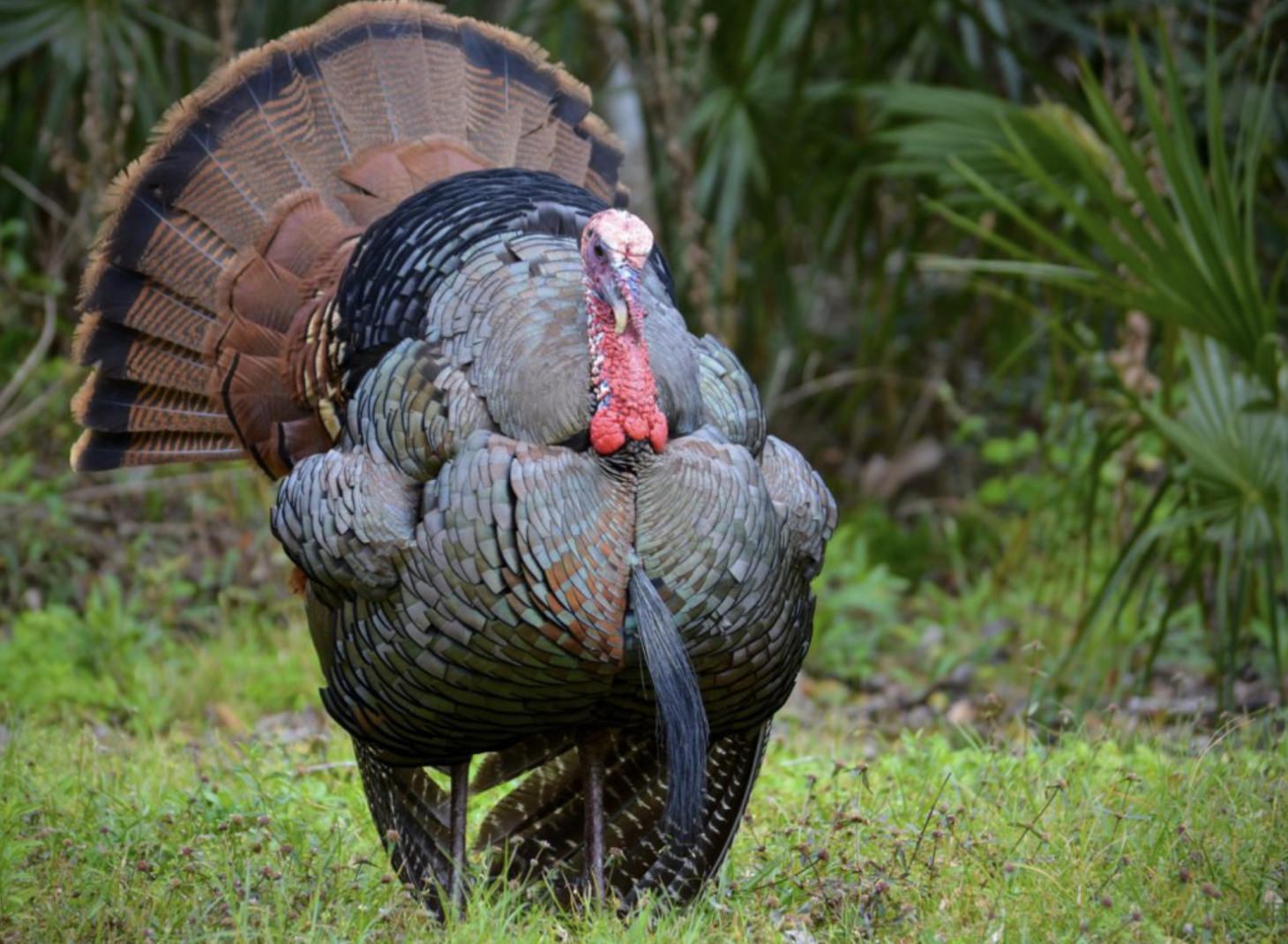 An osceola or Florida turkey struts in a clearing. 