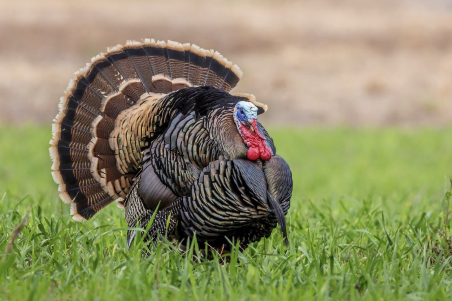A Rio Grande turkey in full strut. 