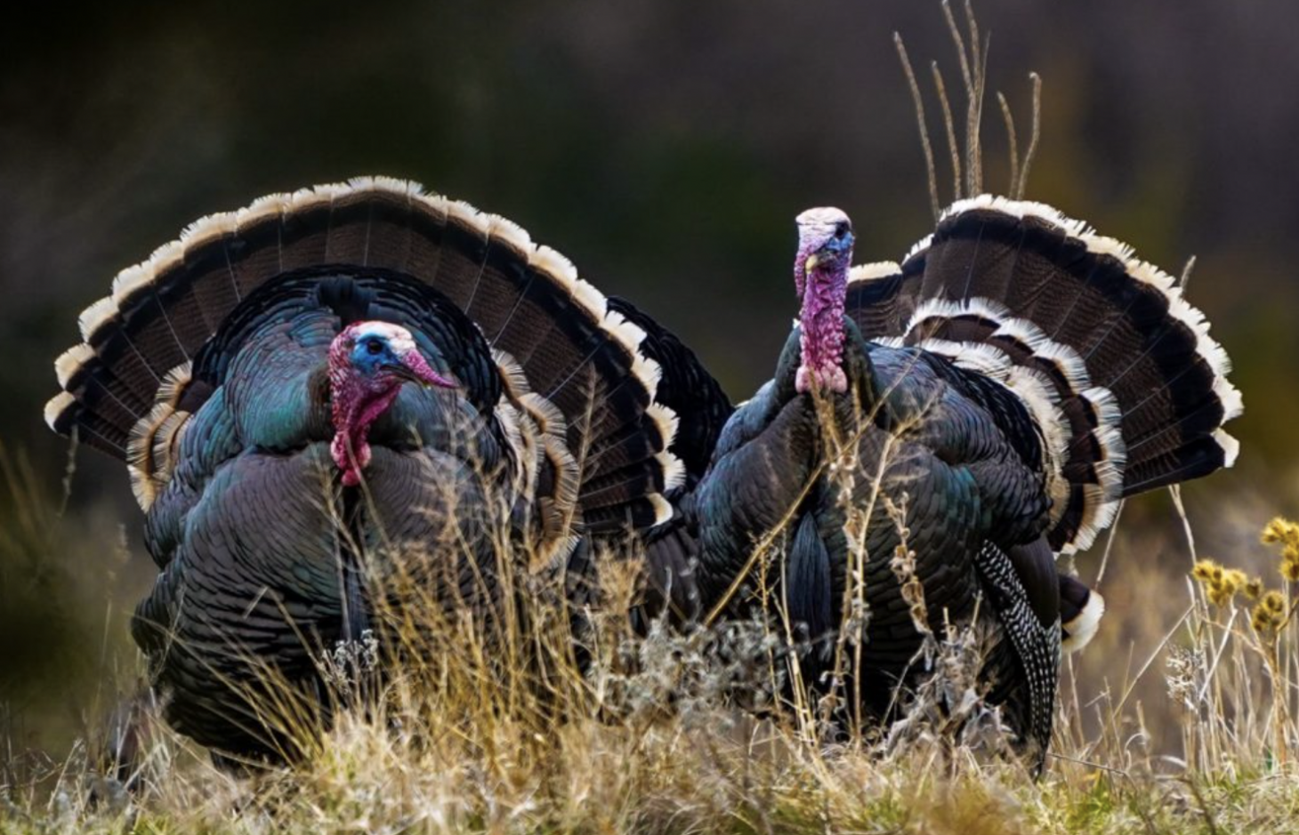 Two merriams wild turkeys in full strut. 