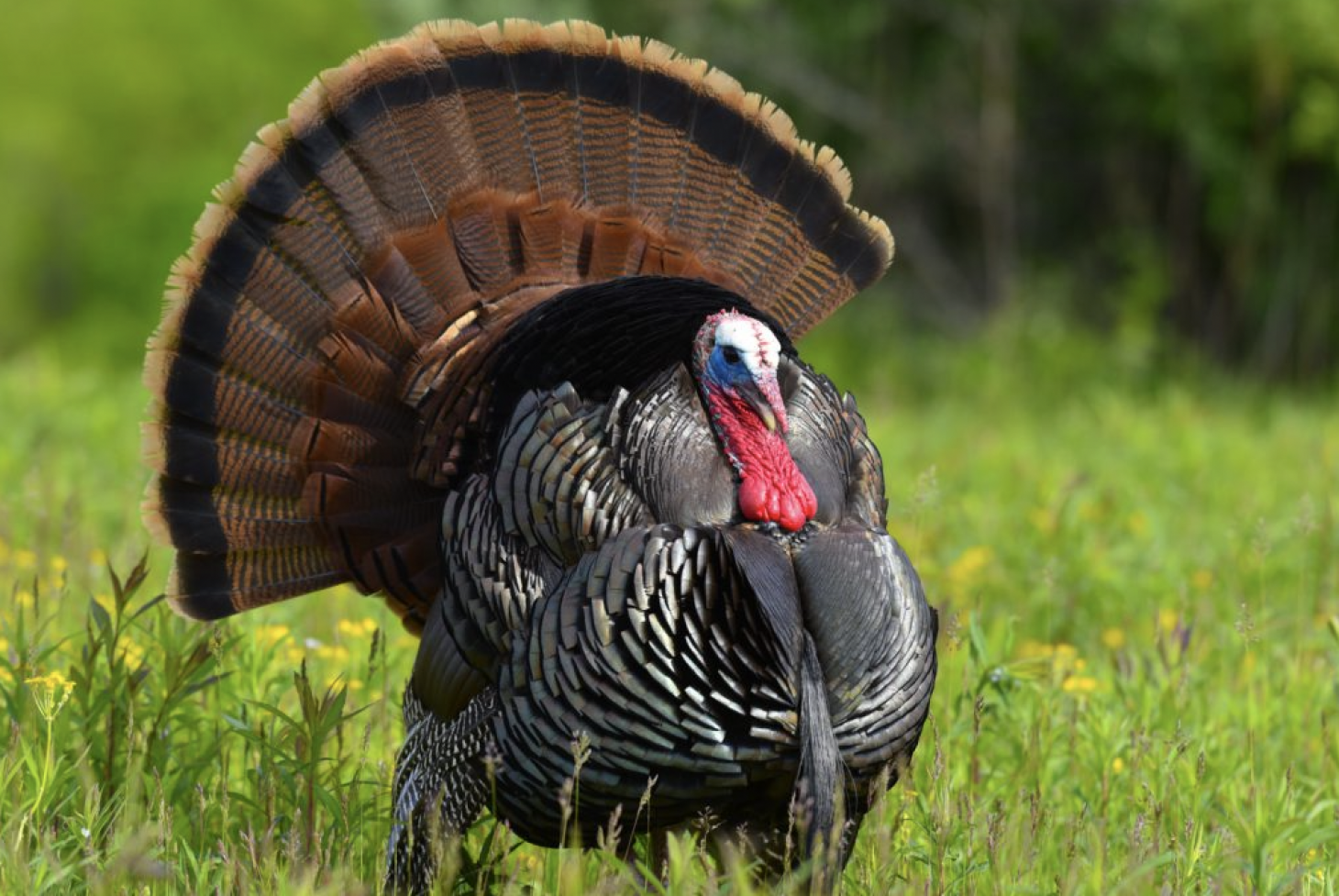 An Eastern Wild Turkey in full strut out in a grassy field. 
