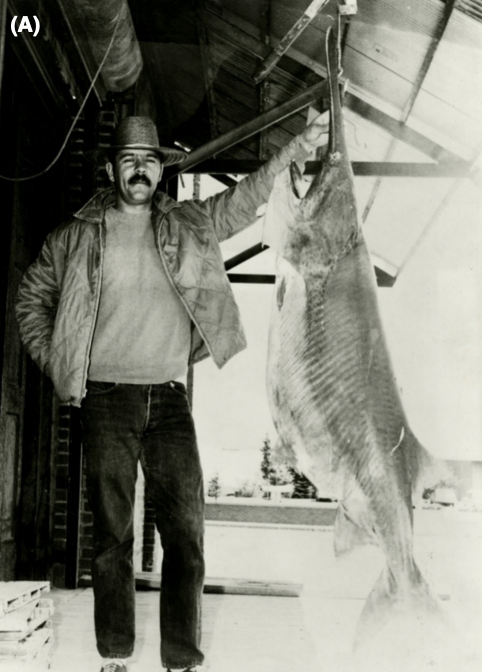 An anglers poses with a record-breaking paddlefish in Montana. 