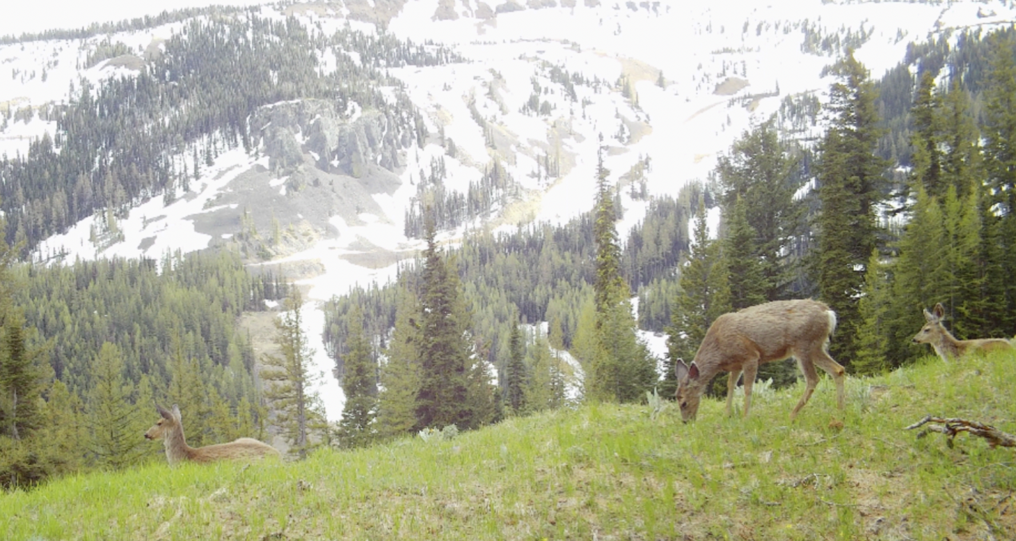 A trail camera photo of mule deer in Mission Ridge basin in Washington State. 