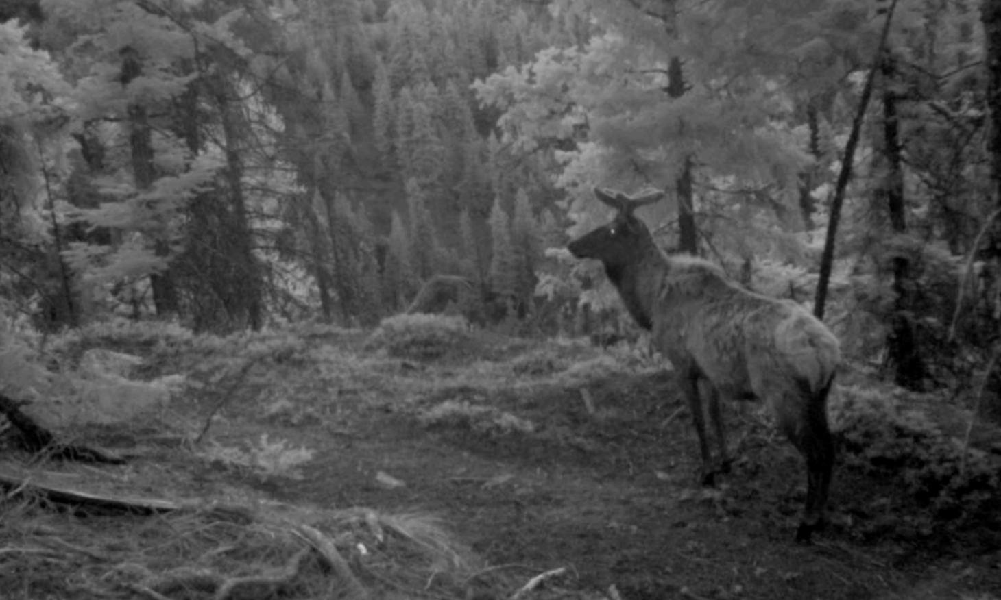 A bull elk travels a temporary road near a ski area at night. 