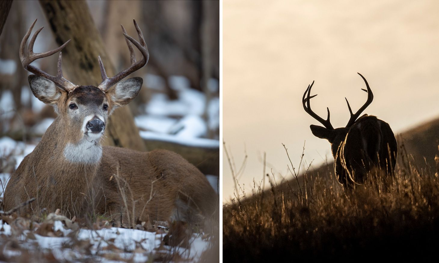 A split photo collage showing a bedded buck on the left, and a buck walking across a prairie on the right. 