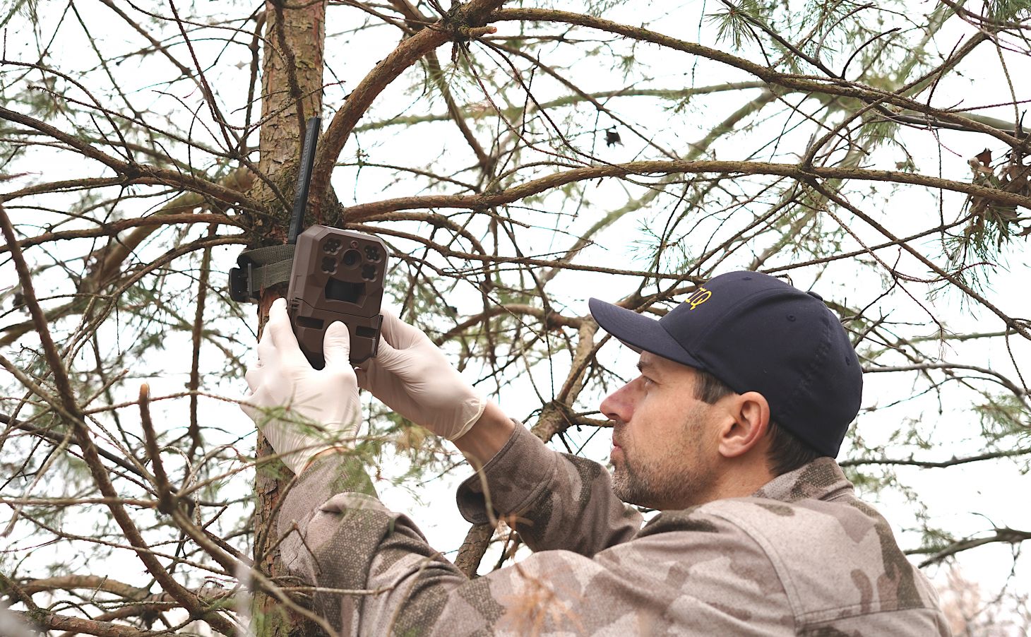 A man hangs a trail camera high in a tree.