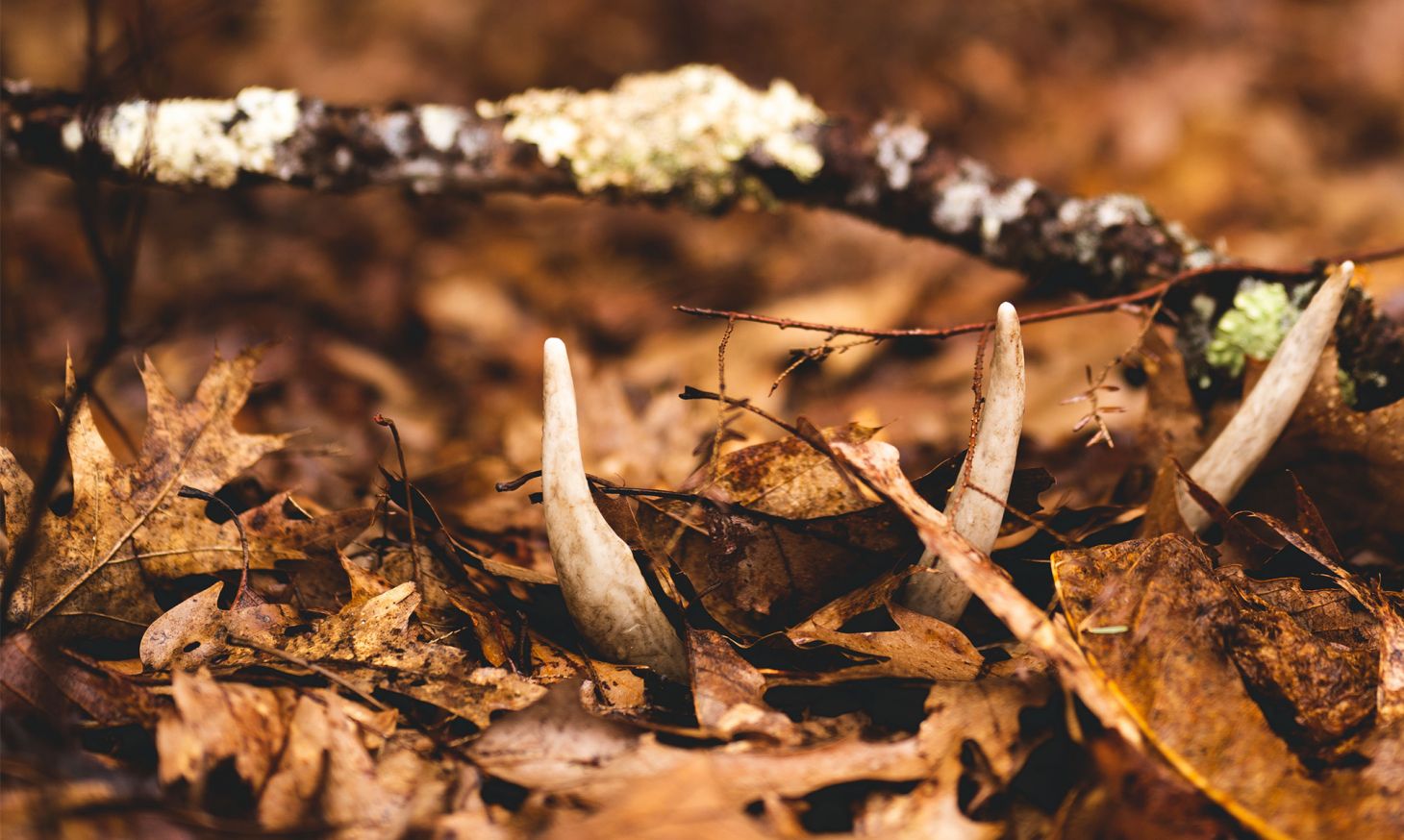 A whitetail shed antler sitting in leaf litter. 