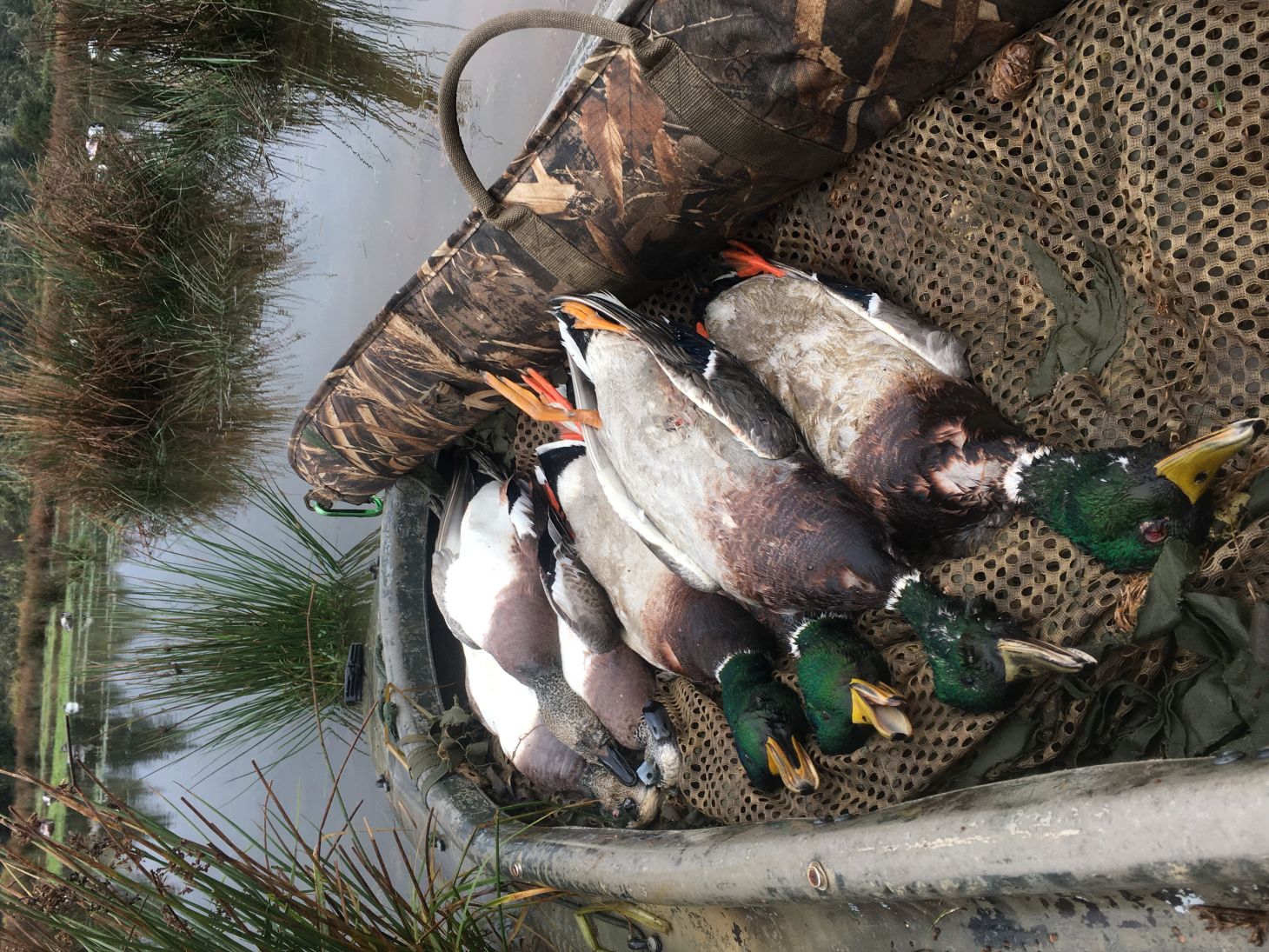 Mallards and wigeon on the bow of a kayak 