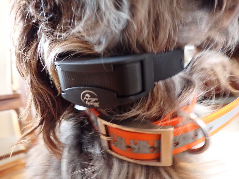 Hunting dog wearing SportDog NoBark SBC-10 Collar