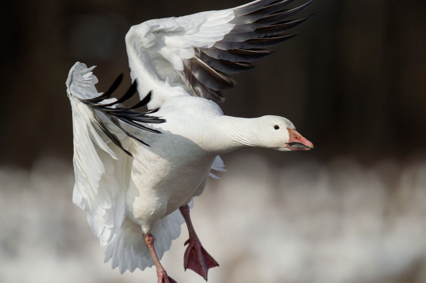 A snow goose landing on the water.