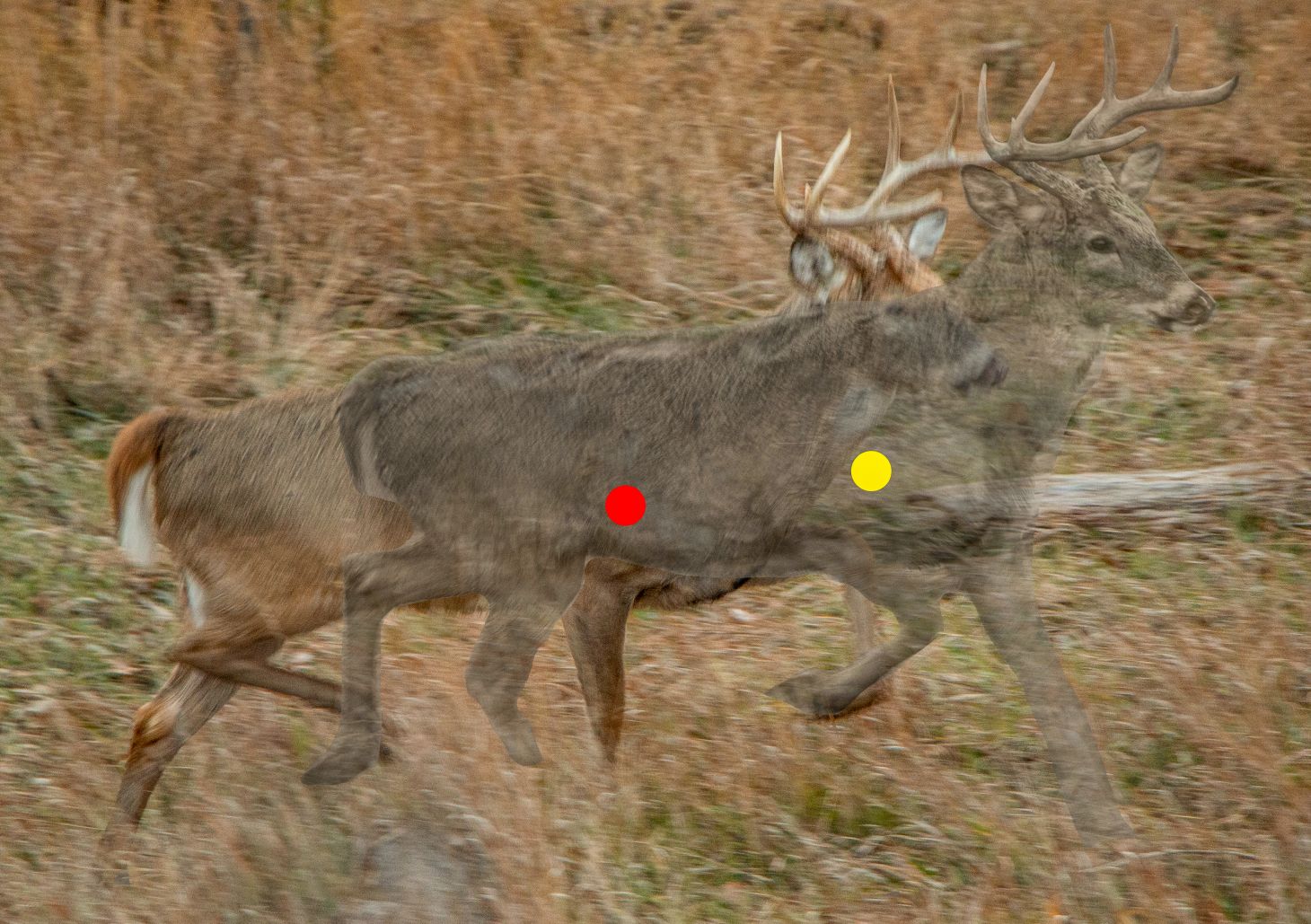 Two images of a whitetail deer overlayed to show how far it moves in two seconds and where you'd need to aim.