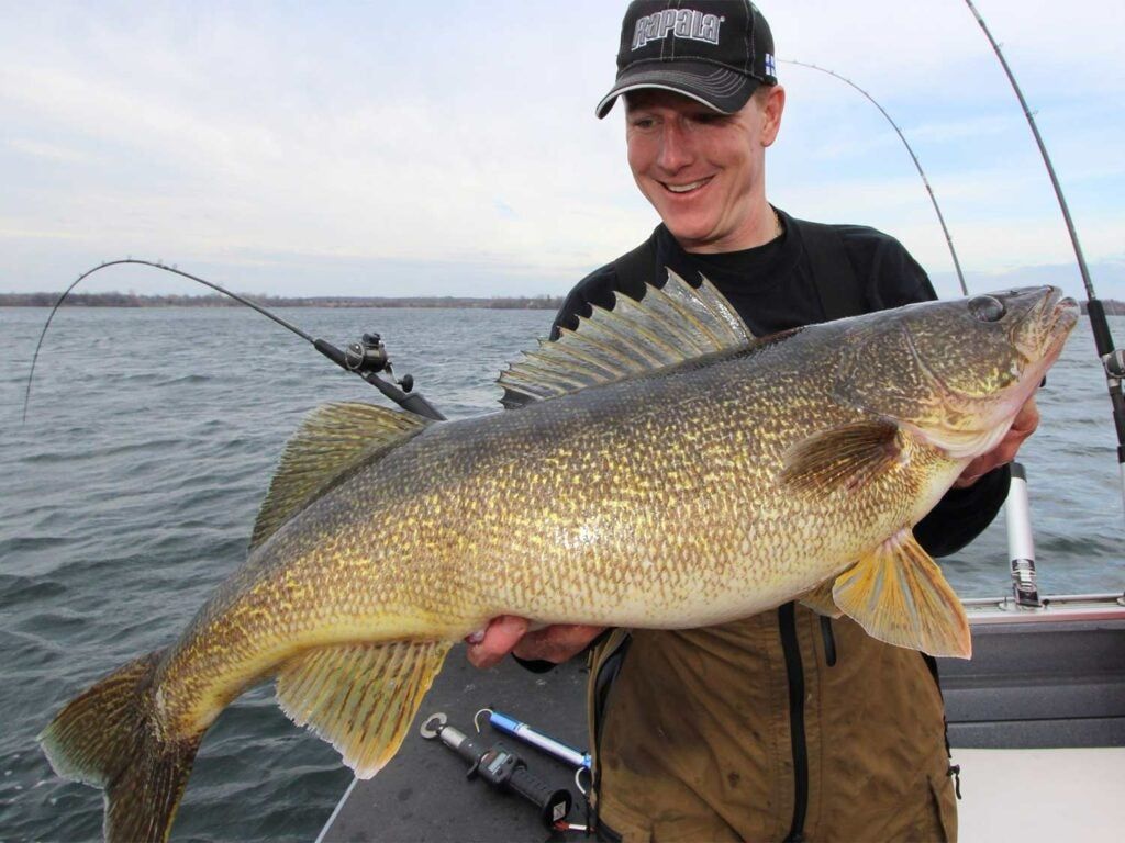 Man holding up giant walleye fish. 