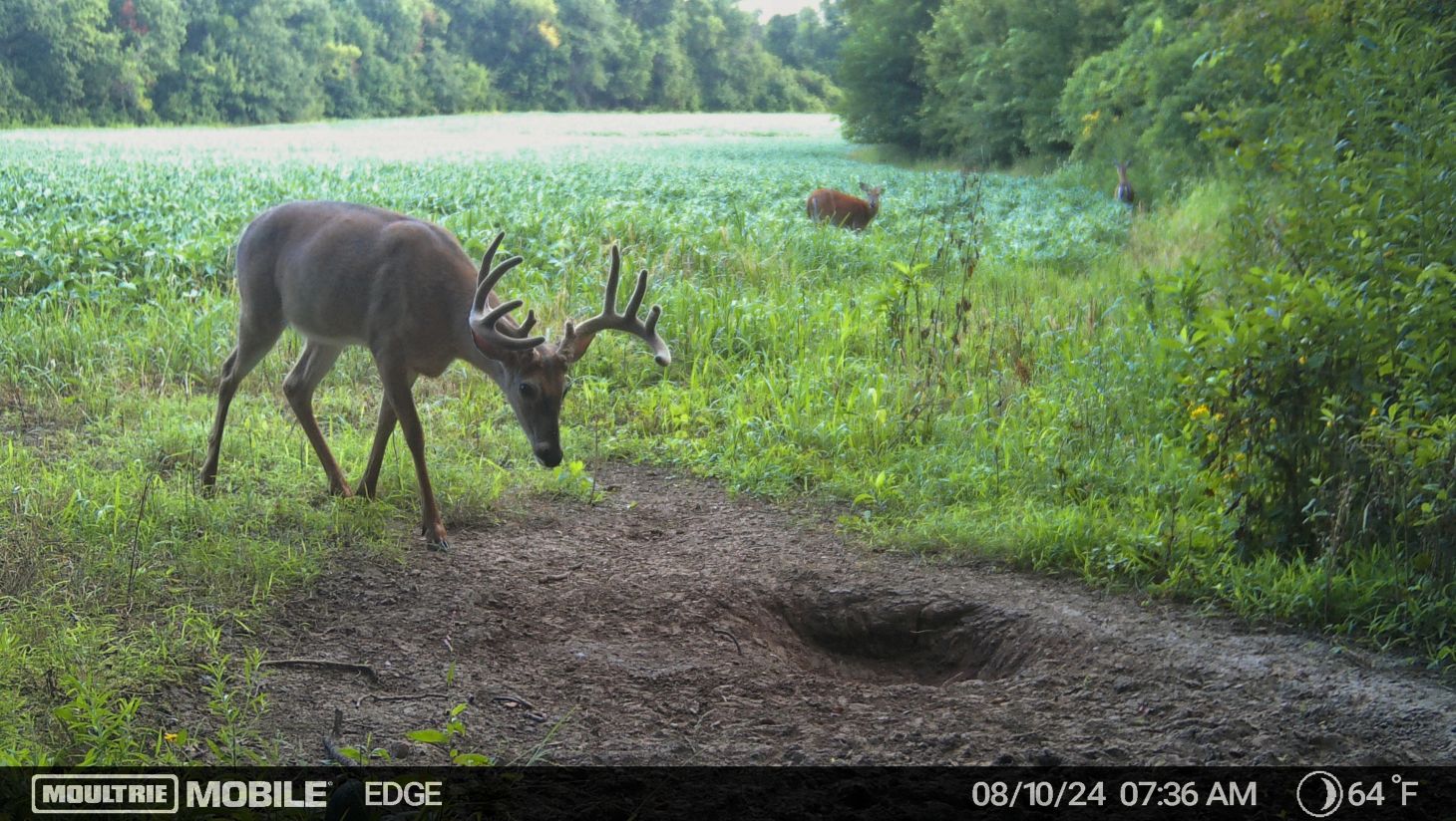 A trail camera picture of a whitetail buck approaching a mineral lick. 