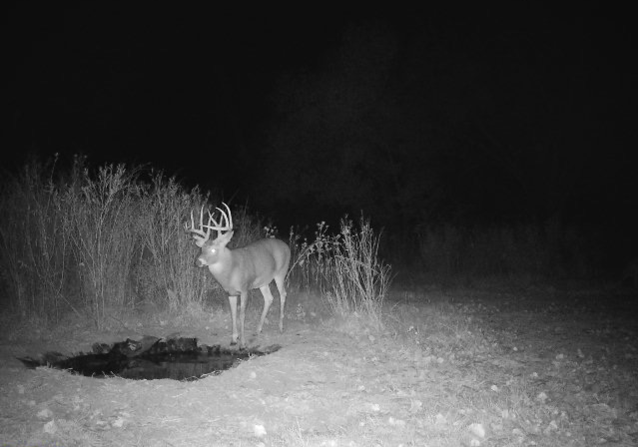 A trail camera photo of a big whitetail buck at a pond. 