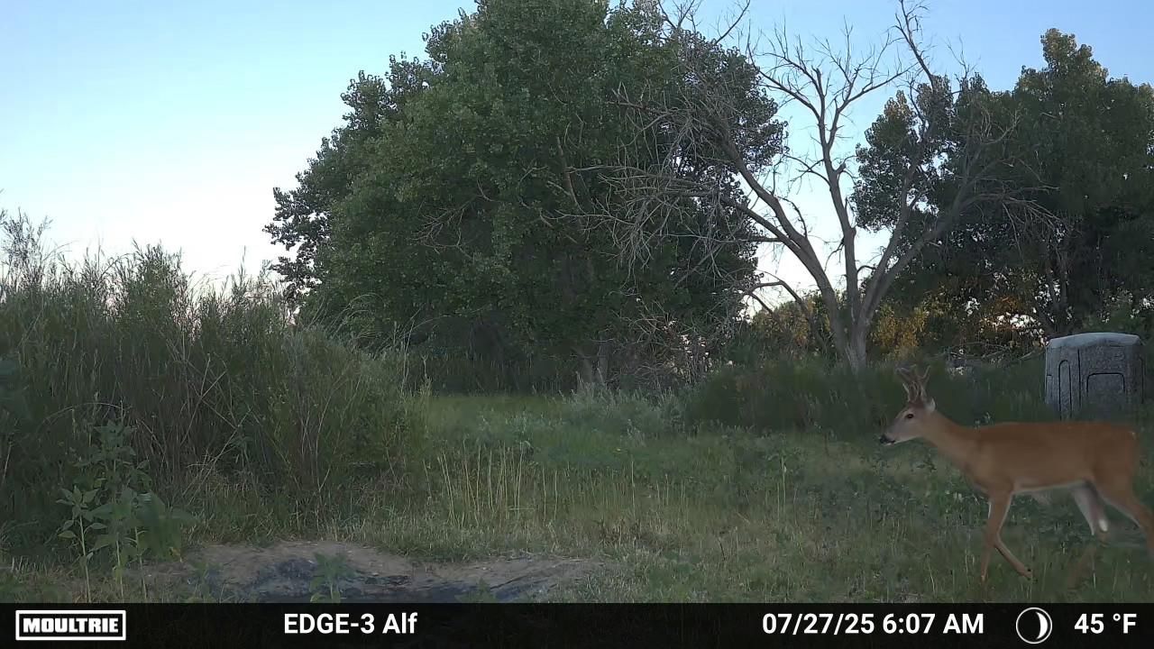 Trail camera photo of a young whitetail buck. 