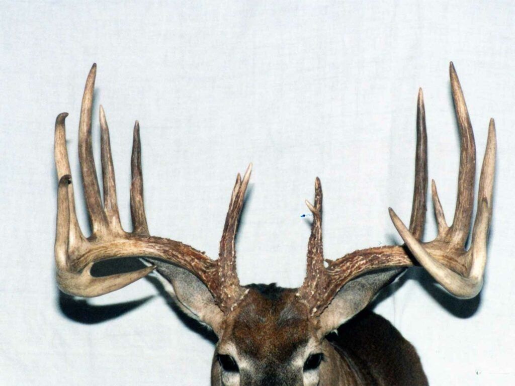 Oklahomaâs best bow-killed typical buck antlers