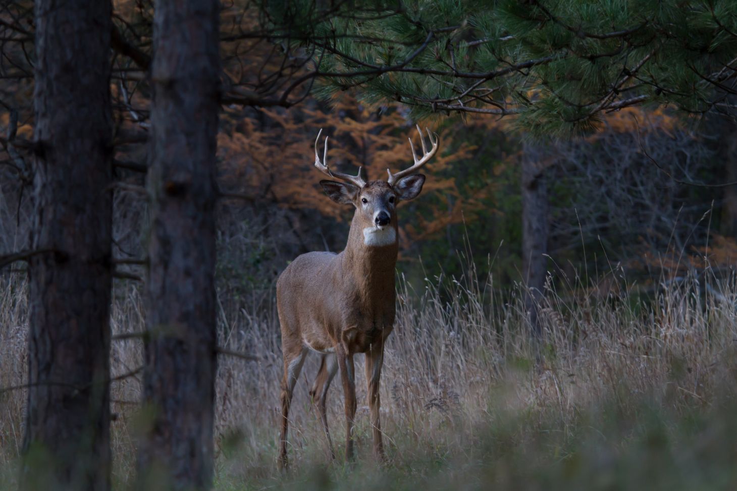 A whitetail buck walks through a pine forest. 