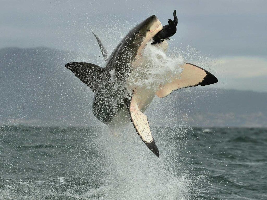 A breaching great white attacks a seal.